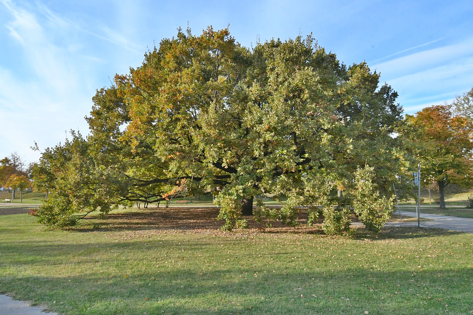 Őszi napsütés a Halesz ligetben 2025.